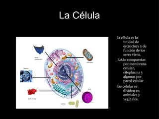 B La Celula Ppt