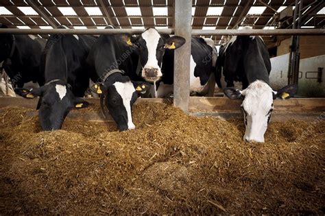 Dairy cattle farming - Stock Image - C012/5489 - Science Photo Library