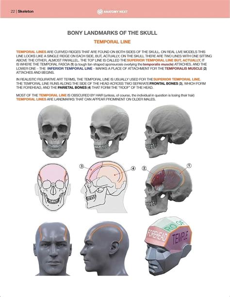 8teenxxx Uldis Zarins Anatomy Of Facial Expression Exonicus English