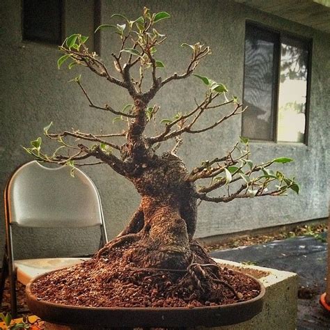 Ficus Microcarpa Tiger Bark Bonsai