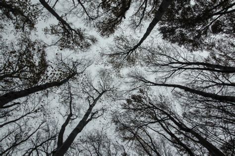 Free Images Tree Nature Forest Branch Snow Black And White