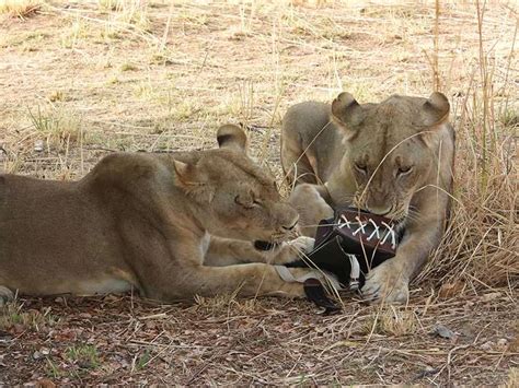 Lions Steal Woman S Designer Purse During Safari In Zambia