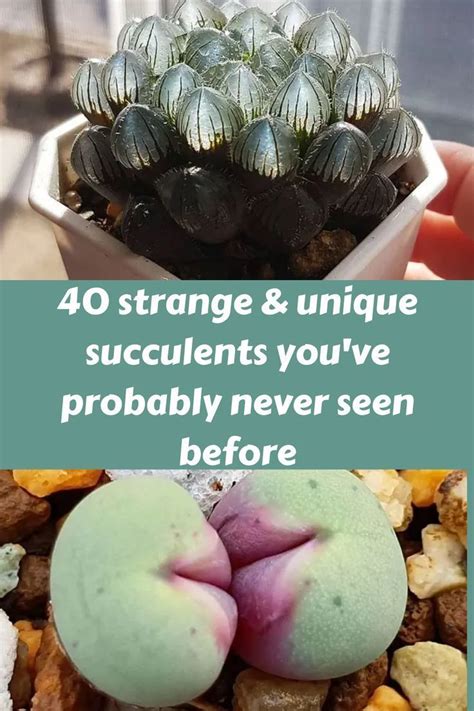 Strange Unique Succulents You Ve Probably Never Seen Before Artofit