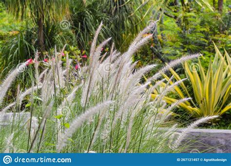 Close Up Sweet View White Flowers Of Miscanthus Sinensis Or Maiden