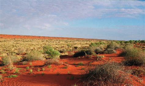 Sandy Desert In The Australian Arid Zone Showing Linear Dunes With Low