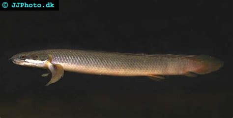 Gray Bichir Polypterus Senegalus Senegalus