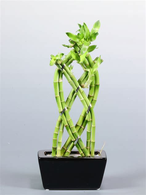 Lucky Bamboo Dracena Bambus Ceramiczna Doniczka Cena