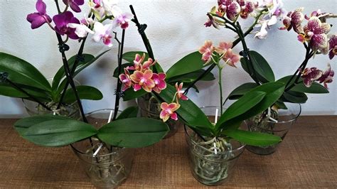 Orqu Deas Phalaenopsis Cultivadas Em Vidro Gua Jd Orqu Deas