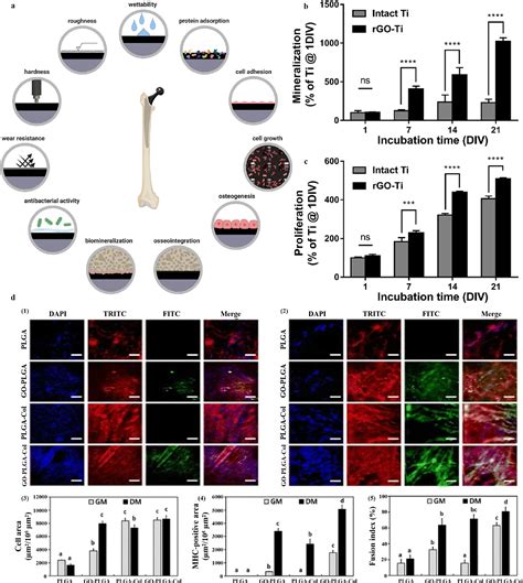 Promising Graphene Based Nanomaterials And Their Biomedical Applications And Potential Risks A