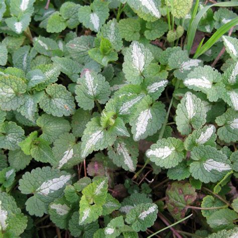 Lamium Maculatum Album Lamier Macul Fleurs Blanches