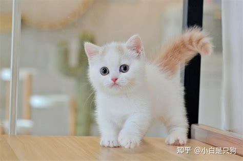 为什么“短腿猫”逐渐退出宠物圈？网友：这几点很遭人嫌弃 知乎