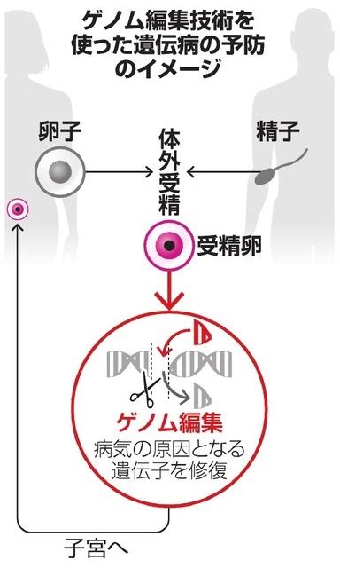 遺伝病に対する受精卵ゲノム編集を考える 吉村やすのり 生命の環境研究所