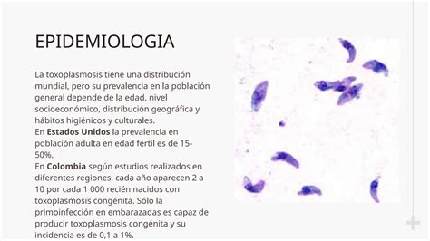 TORCH Toxoplasmosis Sifilis Congenita Ictericia Pptx