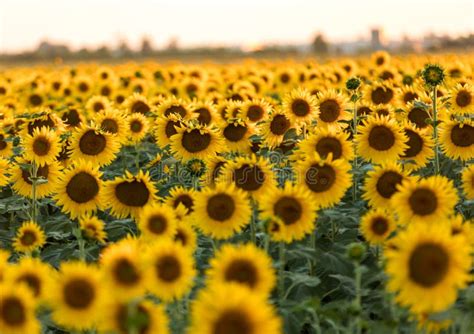 Campo De Los Girasoles Cerca De Arles En Provence Foto De Archivo