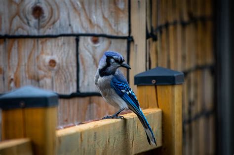 Blauhäher Am Zaun 7 Stockfoto Und Mehr Bilder Von Bildschärfe