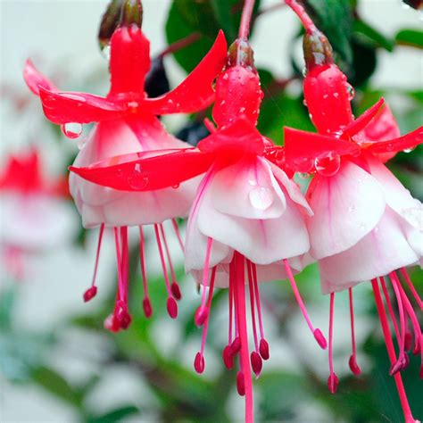 Real Flowers Wallpapers Wallpaper Cave