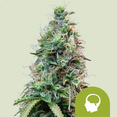 Amnesia Haze Automatic Royal Queen Seeds Feminized Zamnesia Usa