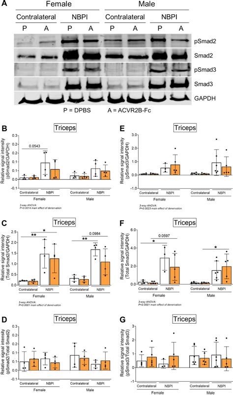 Figures And Data In Sex Specific Role Of Myostatin Signaling In