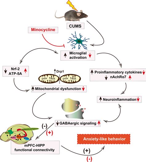 Schematic Illustration Of Cums Induced Alterations And Effect Of