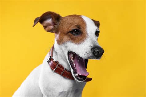 Adorable Jack Russell Terrier With Collar On Yellow Background Stock