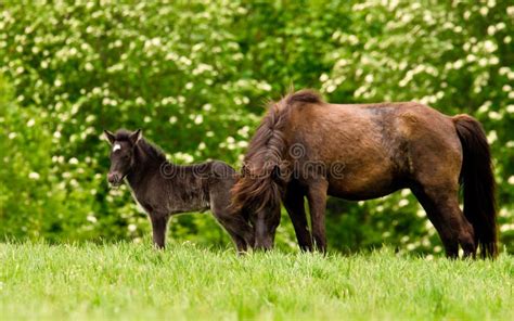 Portrait D Un Beau Petit Poulain Marron Fonc Mignon D Un Cheval