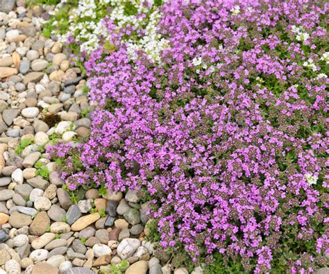 How To Grow A Red Creeping Thyme Lawn Top Tips Homes And Gardens