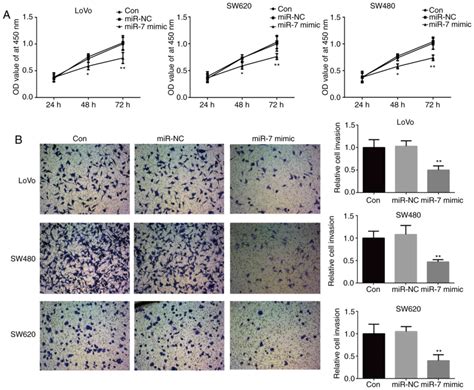 Microrna 7 Inhibits Colorectal Cancer Cell Proliferation Migration And