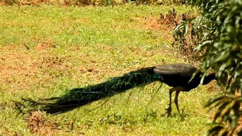 Peacock Peahen Bird Free Stock Video Pixabay