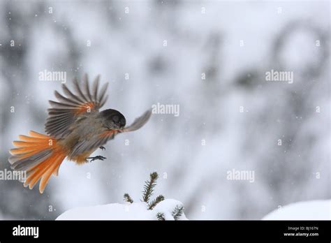 Siberian Jay (Perisoreus infaustus Stock Photo - Alamy