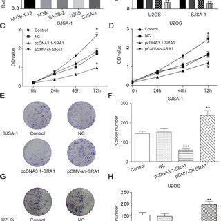 Overexpression Of Lncrna Sra Facilitated Apoptosis In Osteosarcoma