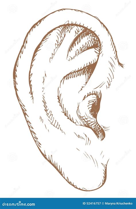 Human Ear Vector Sketch Stock Vector Illustration Of Helix 52416757