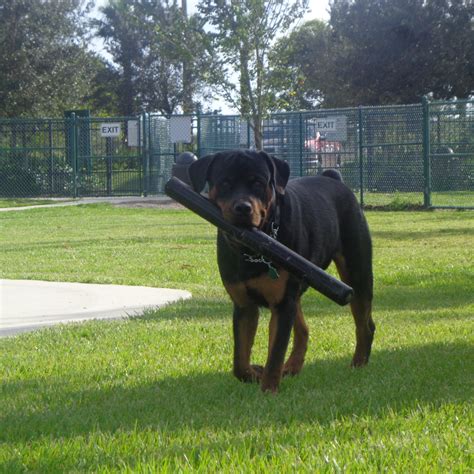 Sharing My knowledge on How to Train Rottweilers