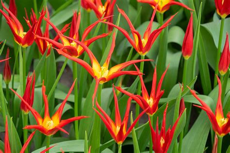 Tulpe Tulipa Go Go Red Bild Kaufen Gartenbildagentur