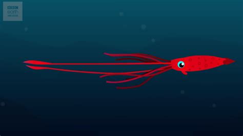 Interesting Facts About The Elusive Giant Squid