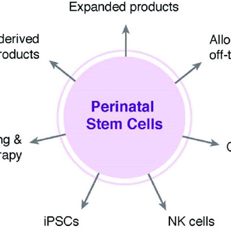 Newborn stem cells in emerging and advanced cellular therapies. Stem or ...