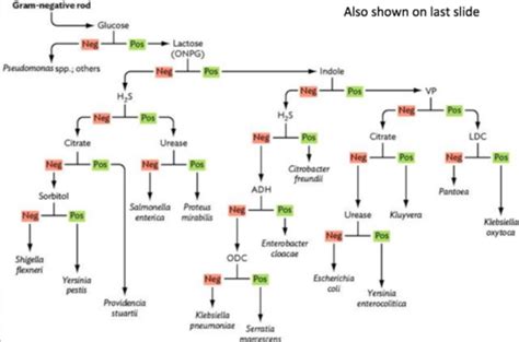 Lab 11 Identifying Unknown Bacteria Flashcards Quizlet