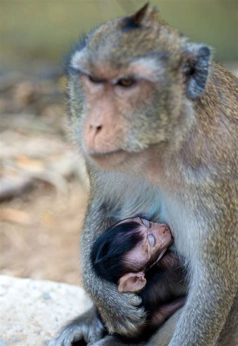 Infant Monkey Baby Sleeping Stock Photo - Image of exotic, primate ...