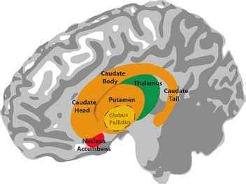 Basal Ganglia | Summary, Types, Function, Systems & Definition