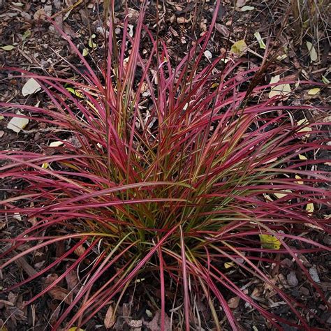 Miscanthus Sinensis Little Miss White Flower Farm