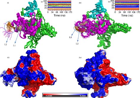 Pictorial representation of the p110α protein using Pymol i