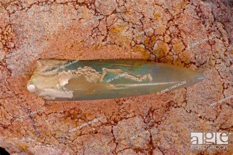 Opalized Belemnite Fossil Neohilobites Sp Stock Photo Picture And