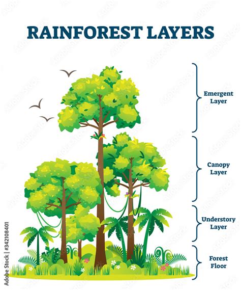 Rainforest Layers Vector Illustration Jungle Structure Educational