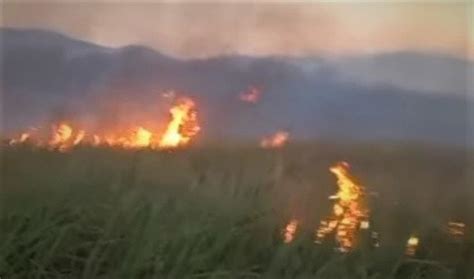 Fuego Arrasa Con Pastizales Y Ca As