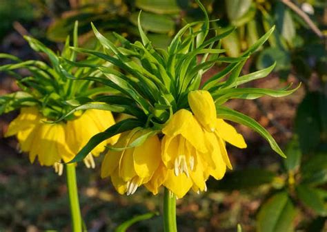 Fritillaire Plantation Floraison Et Conseils D Entretien