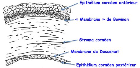 Histologie de lœil