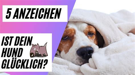 5 Anzeichen dass Dein Hund glücklich ist YouTube