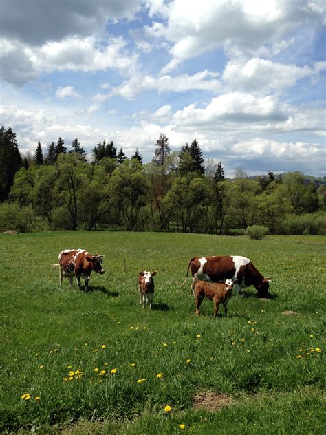 Free Images Landscape Grass Field Farm Meadow Prairie Flower