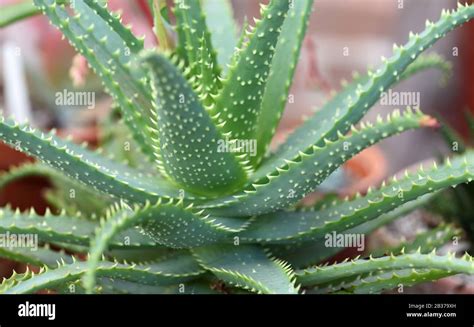 Planta De Candelabro Aloe Arborescens Fotografías E Imágenes De Alta