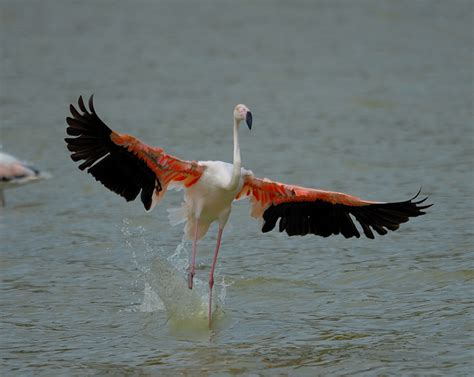 Flamant Rose Phoenicopterus Ruber