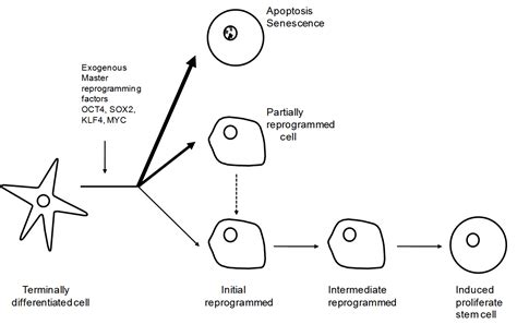 Main Phenotype Subphases In Reprogramming Somatic Cells As A Model Of